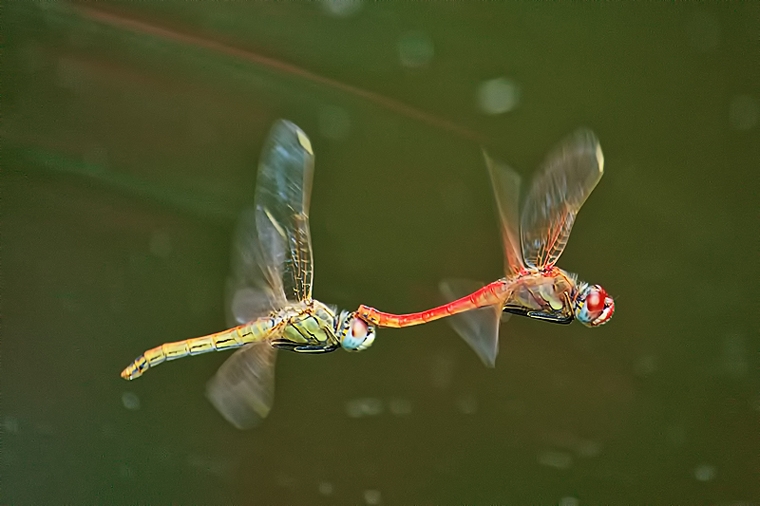 Sympetrum  fonscolombii  (tandem in deposizione)